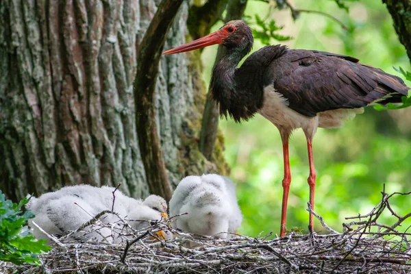 Black stork with babies in the nest. Wildlife scene from nature. Bird Black Stork with red bill, Ciconia nigra, sitting on the nest in the forest. Animal spring nesting behavior in the forest.