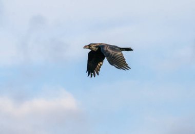 Common Raven Corvus corax with open wings flying on blue sky. Black bird. Raven in flight. High quality photo