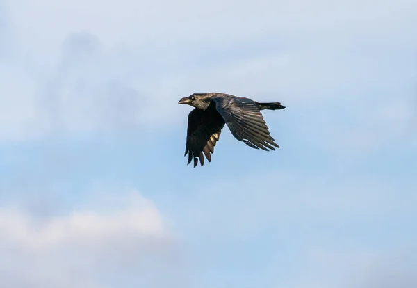 Обыкновенный Коракс Ворон Корвус Открытыми Крыльями Летающими Голубому Небу Черная — стоковое фото