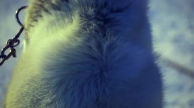 Kızak Köpek Barınağı. Svalbard 'da Longyear' ın dışında Alaska Husky ile dolu bir köpek kulübesi. Karanlık kış mevsiminde mavi ışıkta güçlü bir kar fırtınasında..