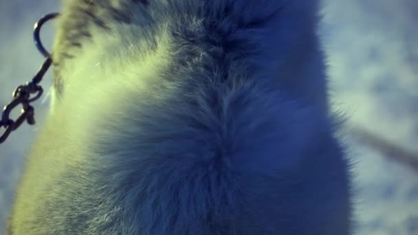 Psí Spřežení Psí Bouda Plná Huskies Mimo Longyearbyen Svalbardu Aljaškou — Stock video