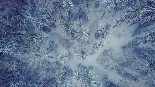 冬には無限の北半球のトウヒの森の上を飛行します 雪の森と早朝と寒い冬の朝 白いふわふわの雪に覆われた木を発芽させます 森の頂上からの眺め — ストック動画