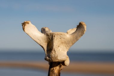 Arka planda deniz olan bir dala takılmış bir iskelet parçası. İskelet parçası sahilde bulundu. Mavi gökyüzü Yüksek kalite fotoğraf