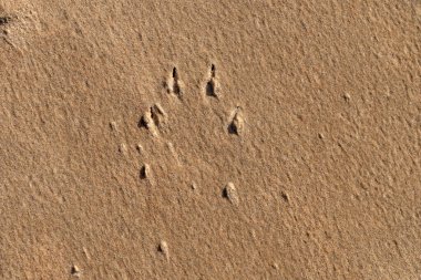 Dog footprints, nails print, in yellow, beige beach sand. Neutral sand background with dog claws. Background image.High quality photo