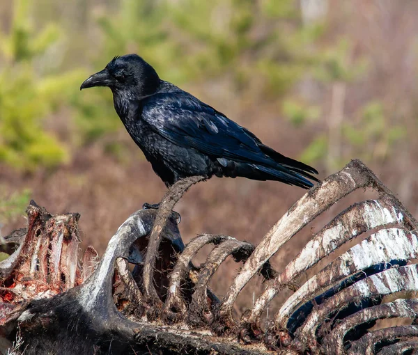 Raven Standing Large Animal Ribs Dead Cow Cow Skeleton Raven — Foto Stock