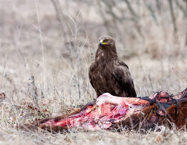 Lesser Spotted Eagle Dead Animal Eagle Eats Dead Animal Bird — Fotografia de Stock