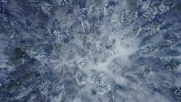 Drónrepülés Egy Végtelen Boreális Lucfenyő Felett Télen Korai Hideg Téli — Stock videók