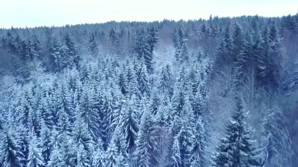 Drone Flight Endless Boreal Spruce Forest Winter Early Cold Winter — Stock Video