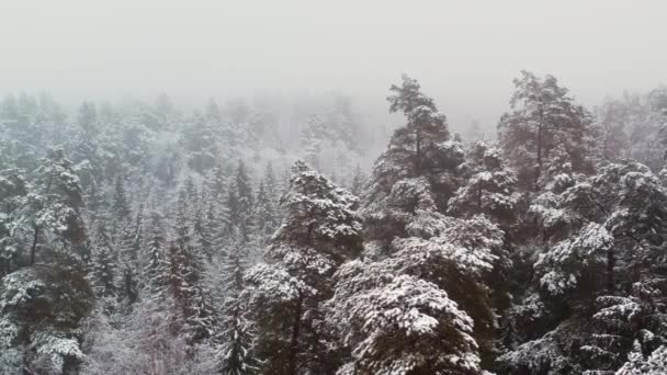 Aerial View Winter Forest Snow Snow Covered Trees Flight Misty — Stock Video