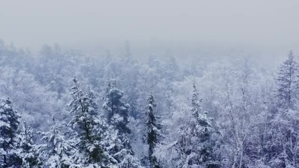 Aerial View Winter Forest Snow Snow Covered Trees Flight Misty — Stockvideo