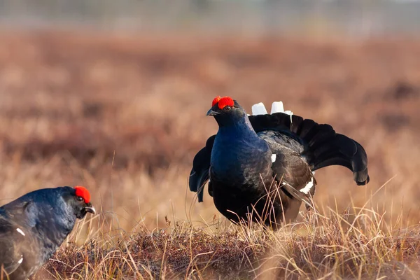 Due Galli Neri Combattono Sulla Palude Una Perdita Black Grouse — Foto Stock