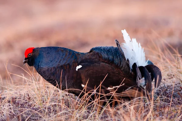 Lekking Gallo Nero Mattino Sulla Palude Primaverile Colori Primaverili Palude — Foto Stock