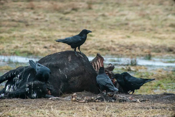 Farmland Landscape Dead Cow Flock Ravens Flock Ravens Eats Dead — Fotografia de Stock