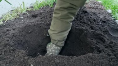 A gardener digs a hole with a hand spade for planting roses. Slow motion video. High quality FullHD footage