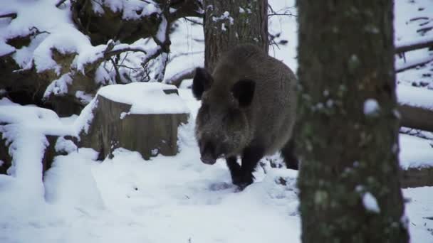 Αγριογούρουνο Sus Scrofa Χειμώνα Ψάχνει Για Φαγητό Στο Χιόνι Κοντινό — Αρχείο Βίντεο