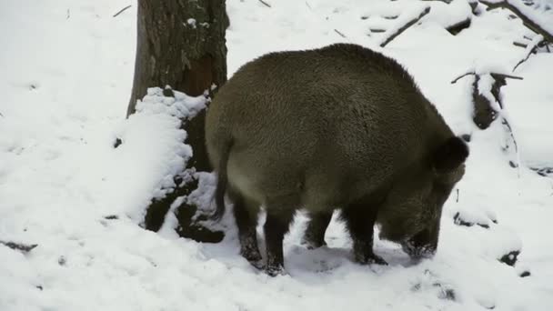 멧돼지 우리스 겨울에 속에서 먹이를 다닙니다 클로즈업 고품질 — 비디오