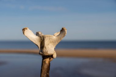 Arka planda deniz olan bir dala takılmış bir iskelet parçası. İskelet parçası sahilde bulundu. Mavi gökyüzü Yüksek kalite fotoğraf