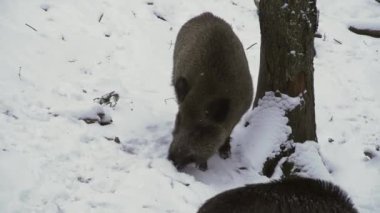 Yaban domuzu, Sus Scrofa, kışın, karda yiyecek arıyor. Yakın plan. Yüksek kalite 4k görüntü