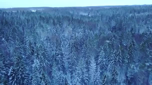 Drone Vlucht Een Eindeloze Boreale Sparren Bos Winter Vroege Koude — Stockvideo