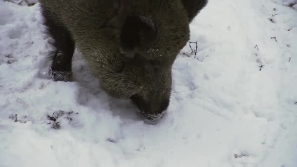 Javali Selvagem Sus Scrofa Inverno Procura Comida Neve Close Imagens — Vídeo de Stock