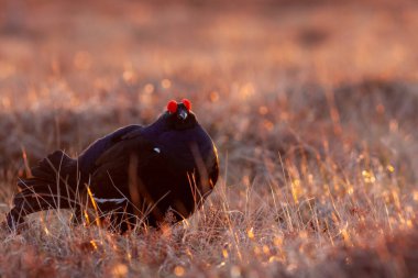 Güneş doğarken kara çim leki. Portre 'yi kapat. Siyah orman tavuğu tetrao tetrix. Sabahın köründe. Geyik bataklıkta. Doğada bahar çiftleşme mevsimi. Çiftleşme sırasında siyah orman tavuğu.