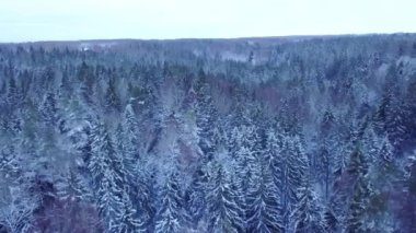Kışın bitmek bilmeyen bir ladin ormanının üzerinde insansız hava aracı uçuşu. Karlı bir ormanla birlikte erken ve soğuk bir kış sabahı. Beyaz pofuduk karla kaplı ladin ağaçları. Ormanın tepesinden bak..