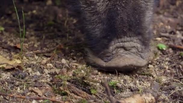 와일드 멧돼지 가까이 질높은 Fullhd — 비디오