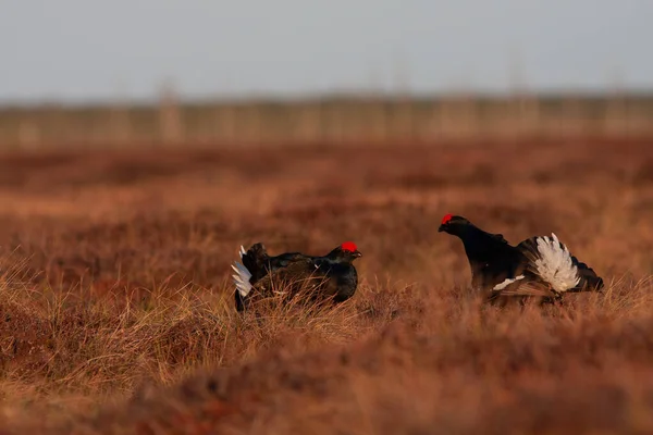 Two Black Grouse Fight Bog Black Grouse Lek Sunrise Black — Stock Photo, Image