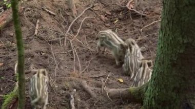 Dört küçük yaban domuzu yiyor, kavga ediyor ve oynuyorlar. Yüksek kaliteli FullHD görüntüler