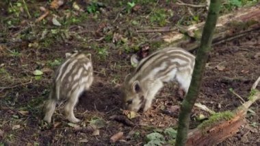 Dört küçük yaban domuzu yiyor, kavga ediyor ve oynuyorlar. Yüksek kaliteli FullHD görüntüler