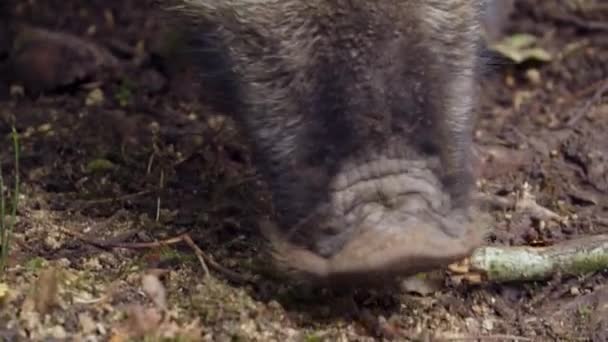 와일드 멧돼지 가까이 질높은 Fullhd — 비디오