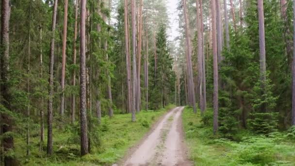 Forêt Boréale Ancienne Une Forêt Naturelle Conifères Avec Chemin Terre — Video