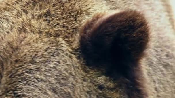 Ritratto Orso Bruno Primo Piano Dell Animale Ursus Arctos Filmati — Video Stock