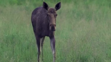 Bir dişi geyik kameraya yaklaşıyor. Arka planda yeşil çimenler var. Yüksek kalite 4k görüntü