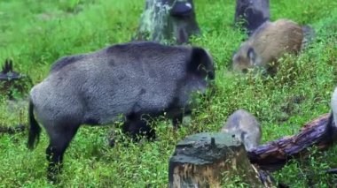 Domuz yavrularıyla dolu bir yabandomuzu ailesi yiyecek arıyor ve gidiyor. Yazın yaban domuzlarına yakın çekim.