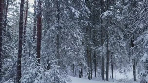 Drone Vlucht Een Eindeloze Boreale Sparren Bos Winter Vroege Koude — Stockvideo