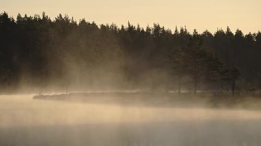 Sabahın erken saatlerinde, bataklık gölünün üzerinde sisli bir hava. Sis dolu bir bahar sabahı. Yüksek kalite 4k görüntü