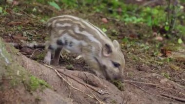 Bir yaban domuzu yiyecek arar ve yosunlarla oynar. Yakın plan..