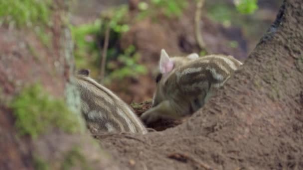 4つの非常に小さな野生のイノシシの小豚を食べて 戦って 演奏している — ストック動画