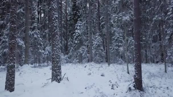 Drone Πτήση Ένα Ατελείωτο Αρκτικό Δάσος Ερυθρελάτης Χειμώνα Νωρίς Και — Αρχείο Βίντεο