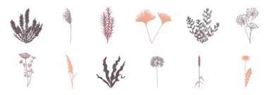 Beyaz arka planda izole edilmiş yumuşak pastel renk paletinde düz botanik elementler çizimi. Estetik botanik grafik tasarım elementleri.