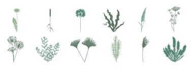 Beyaz arka planda izole edilmiş yeşil renk paletinde düz botanik elementler çizimi. Estetik botanik grafik tasarım elementleri.