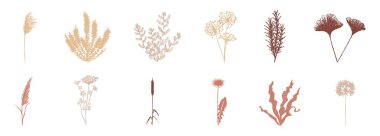 Beyaz arka planda izole edilmiş yumuşak pastel renk paletinde düz botanik elementler çizimi. Estetik botanik grafik tasarım elementleri.