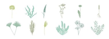 Beyaz arka planda izole edilmiş yeşil renk paletinde düz botanik elementler çizimi. Estetik botanik grafik tasarım elementleri.