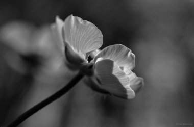 une fleur en noir et blanc 
