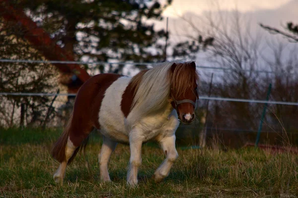 Ponney Dans Fia Bajnok — Stock Fotó