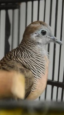 Cava kuşu perkutut kapatın.