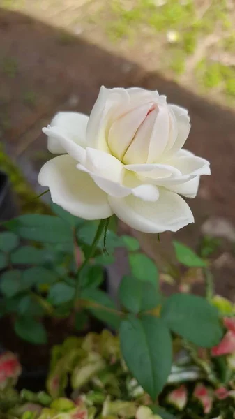 Proceso Floración Rosa Blanca Mañana — Foto de Stock