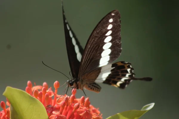 Zwarte Vlinder Zoekt Nectar Tuin — Stockfoto