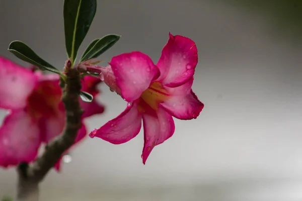 Orchidée Rouge Fleurie Mère Ils Ont Air Heureux Parce Ils — Photo